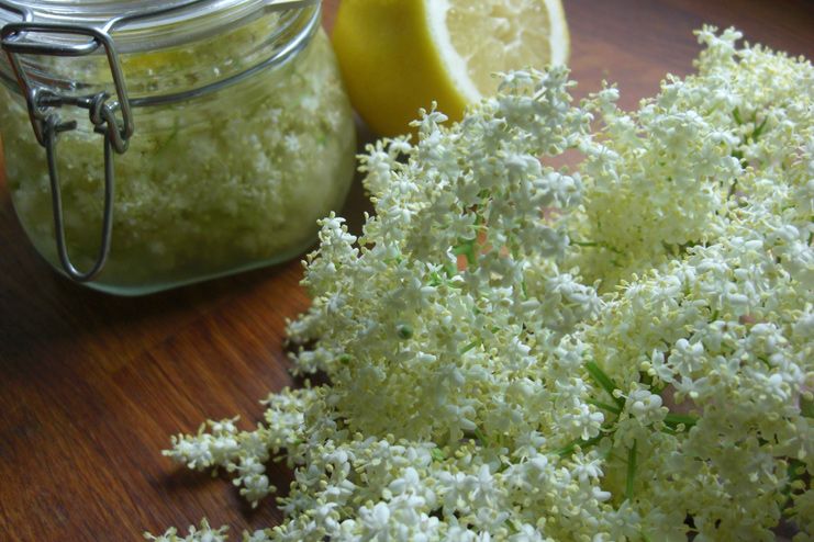 Elderflower for Dehydration