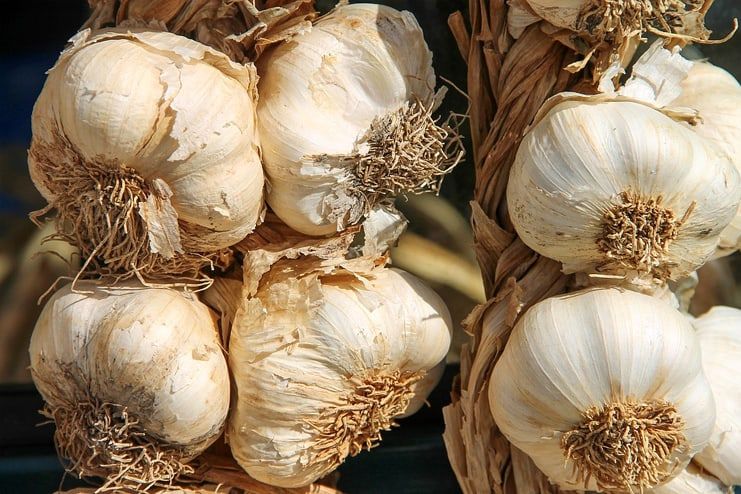 Garlic for BV