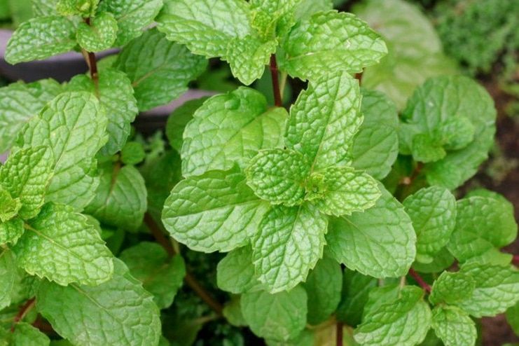 Spearmint for hormonal balance