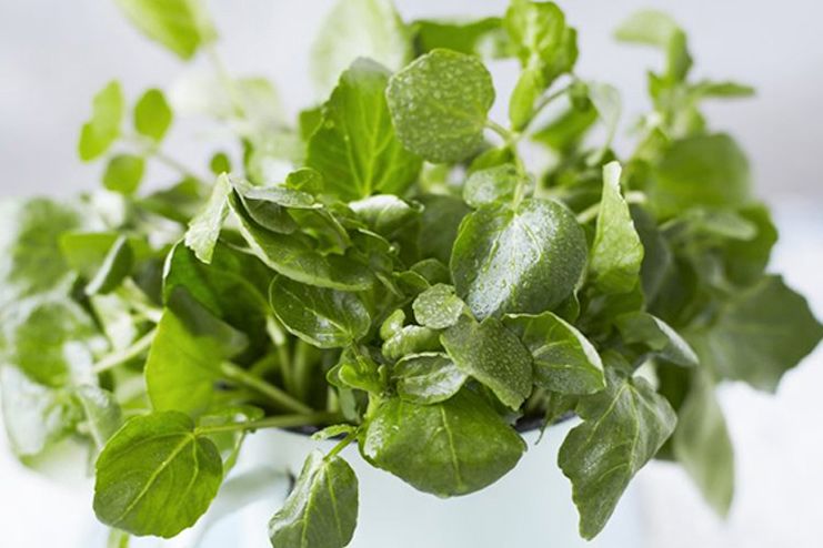 Watercress