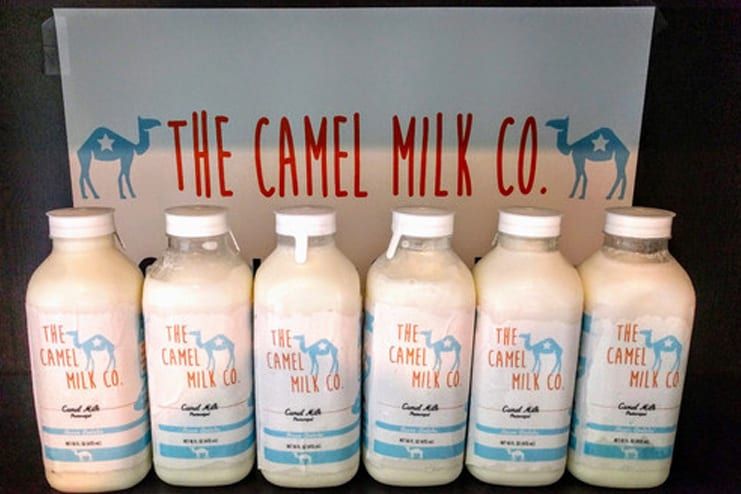 Where to buy camel milk