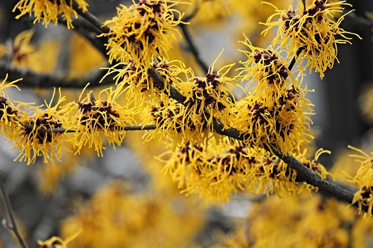 Witch Hazel for Keratosis Pilaris