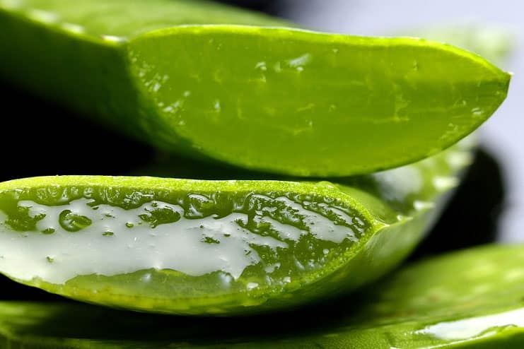 Aloe Vera for Staph Infection