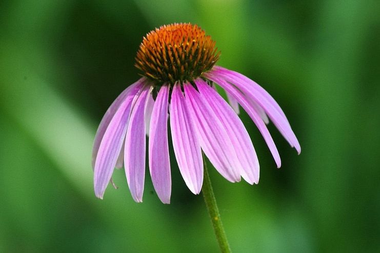 Echinacea for Ganglion Cyst