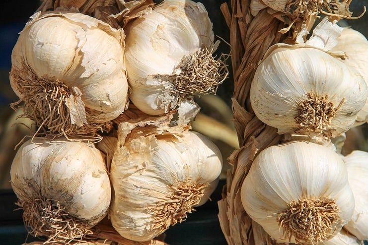 Garlic for Platelet Count