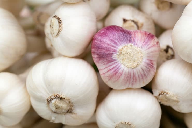 Garlic for Staph Infection