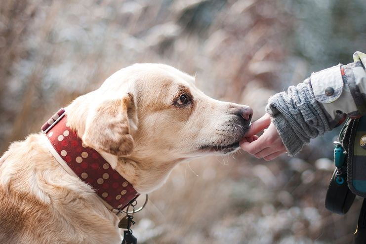 Let your pet be your motivation