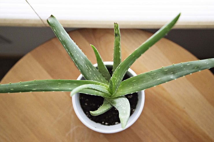 Aloe Vera for Herpes