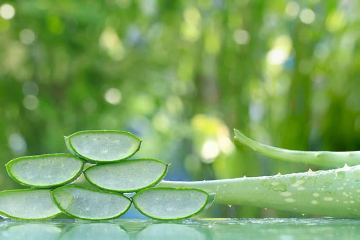 Aloe Vera