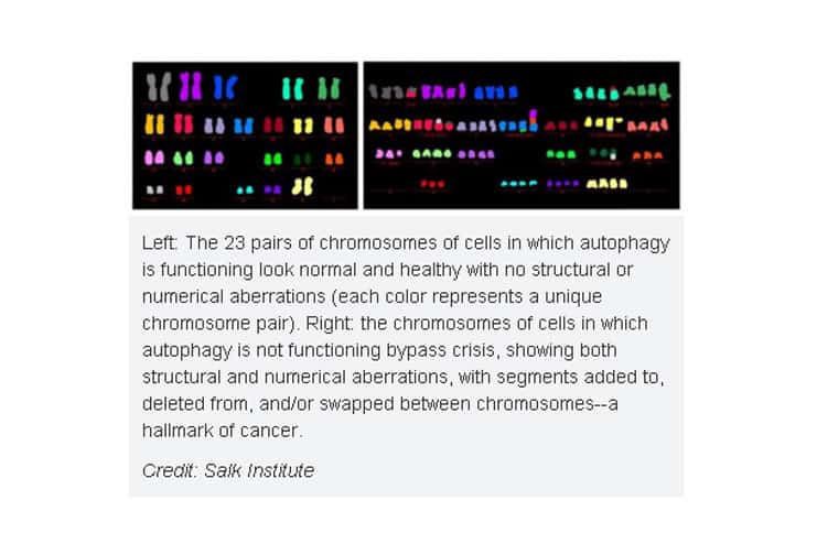 Cellular-process