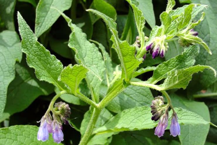 Comfrey Leaves