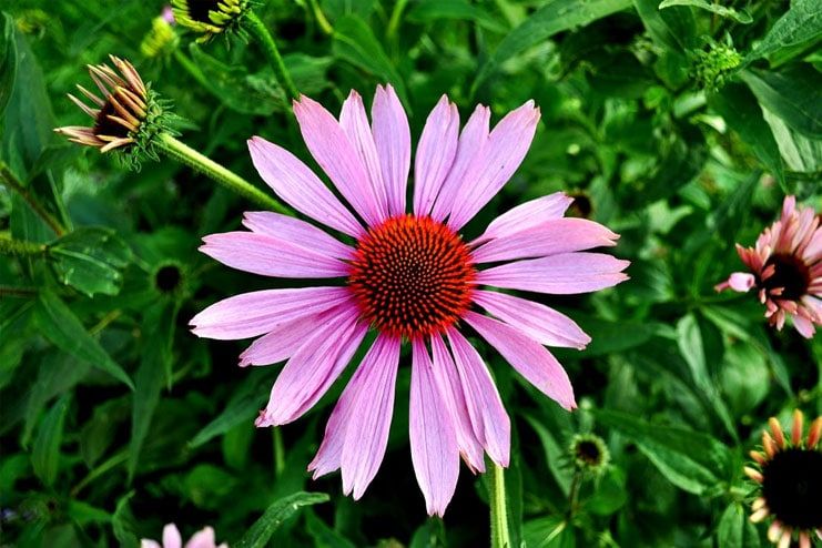 Echinacea for Herpes