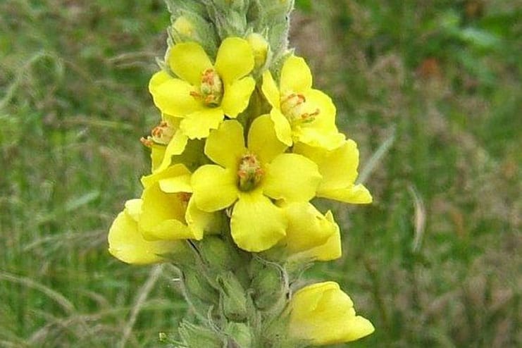 Mullein Flowers