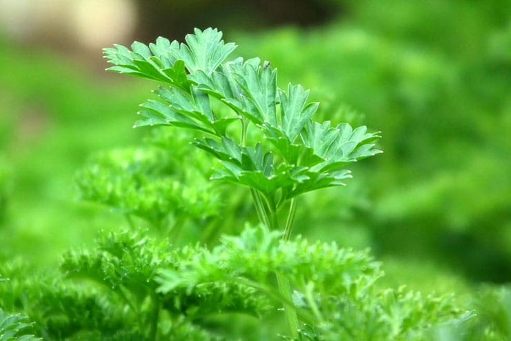 Parsley