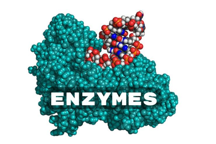 Part of enzymes