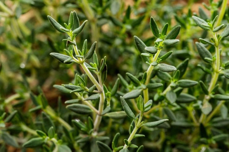 Thyme