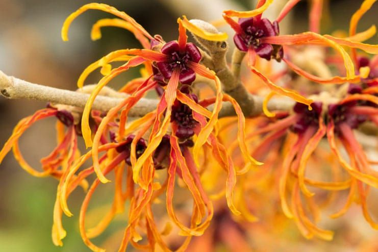 Witch Hazel