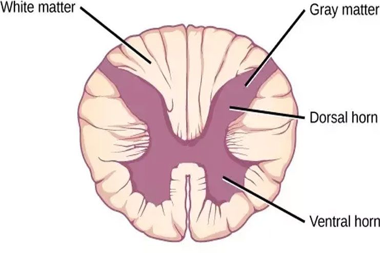 Increase grey matter concentration