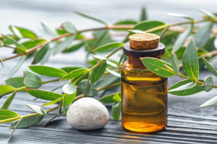 Powerful Benefits of Eucalyptus Essential Oil
