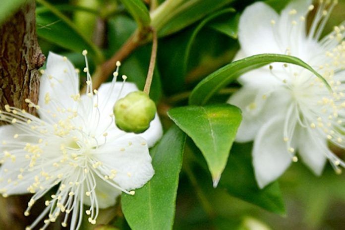 benefits of myrtle essential oil