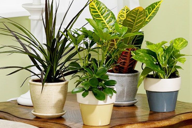 Useful Plants to Improve Indoor Air Quality