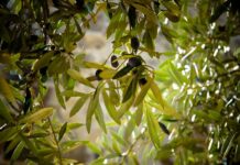 Olive Leaves: The Forgotten Superfood That Could Transform Your Health Olive Leaves The Forgotten Superfood