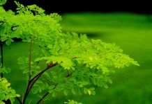 8 Health Benefits of Moringa benefits of moringa