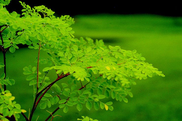 8 Important Health Benefits Of Moringa