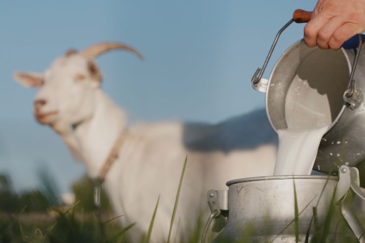 Goats Milk