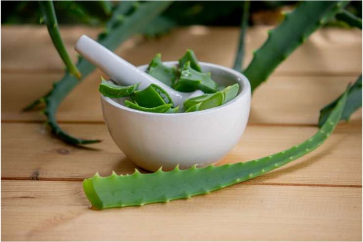 Aloe Vera