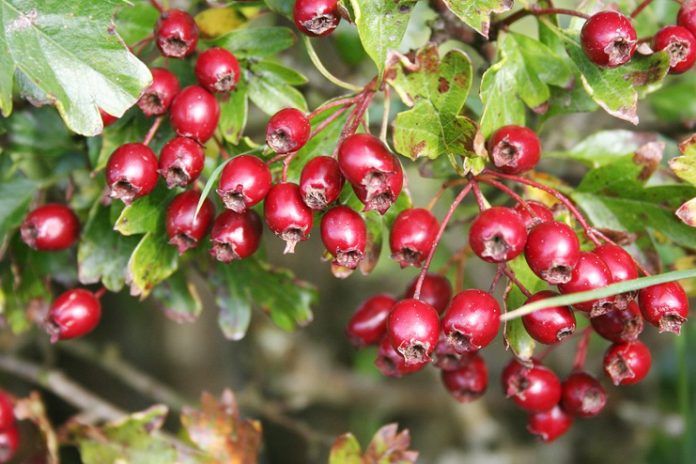 benefits of Hawthorn berry