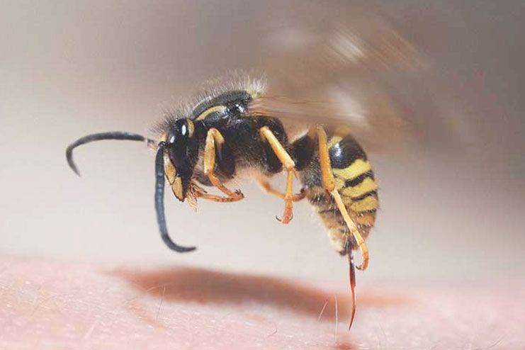 Wasp Stings Treatment: Home Remedies to Get Rid of Wasp Stings