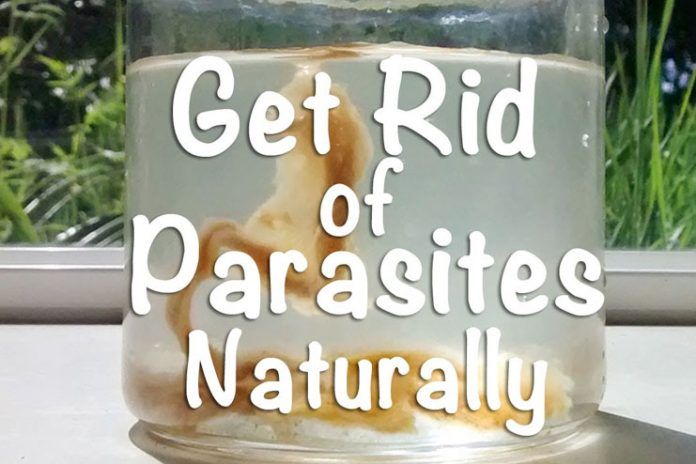 Parasite Cleanse