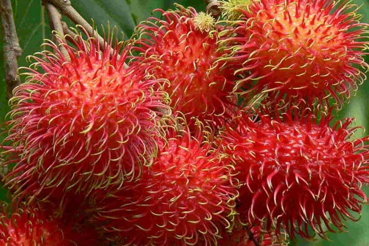Lesser Known Health Benefits Of Rambutan