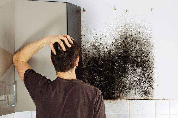Can I Get Rid Of Black Molds Once For All?