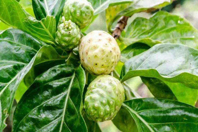 noni juice