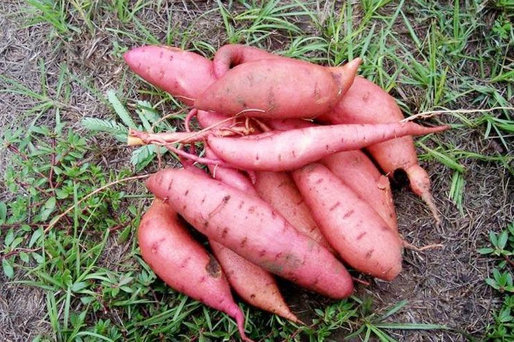 Do Not Miss These Sweetest Benefits Of Sweet Potatoes