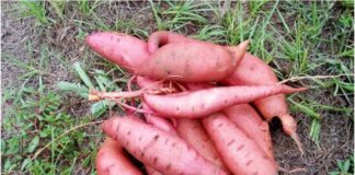 The Sweetest Superfood: 19 Sweet Potato Benefits, Tips & Quick Recipes The Sweetest Superfood