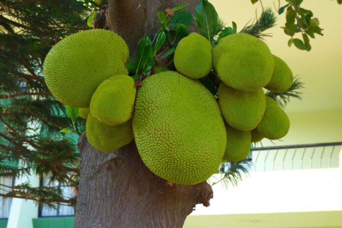 Health Benefits of Jackfruit