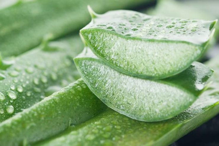 35 Benefits of Aloe Vera Every Person Should Be Aware Of