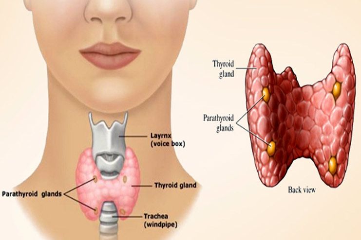 Affects the thyroid gland