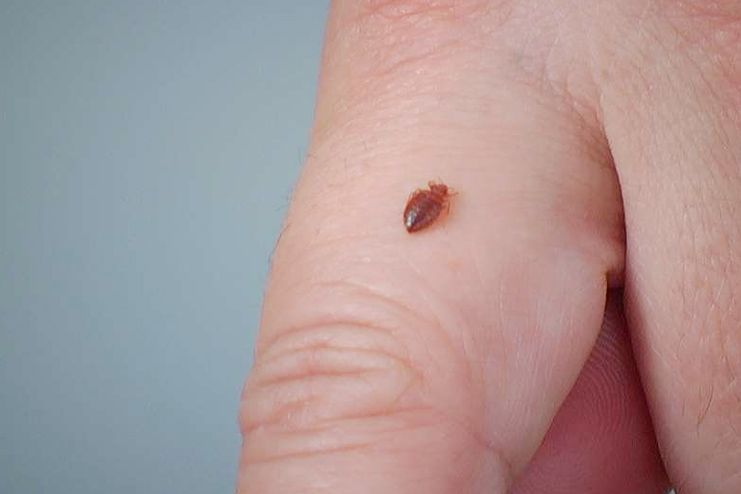13 Home Remedies For Getting Rid of The Irritating Chigger ...