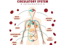 20 Natural Ways to Boost and Improve Blood Circulation 20-Natural-Ways-to-Boost-and-Improve-Blood-Circulation