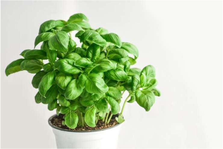Basil