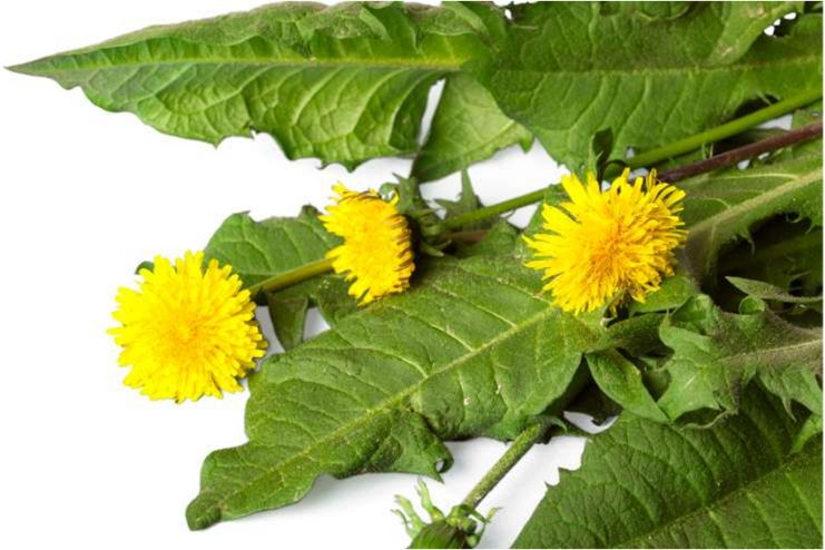 Dandelion