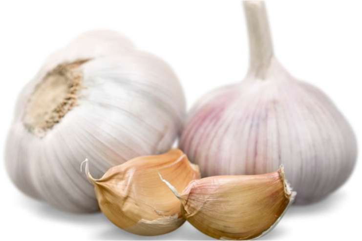 Garlic