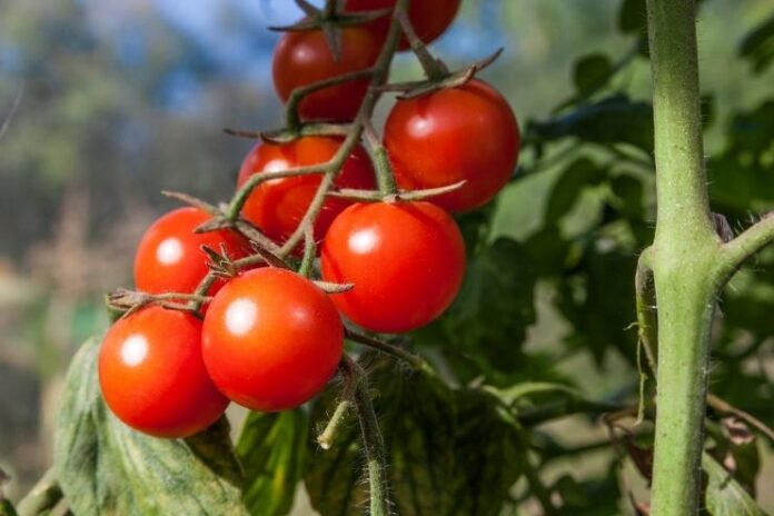 26 Health and Beauty Benefits of Tomatoes You Need to Know