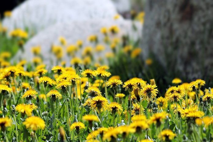 Dandelion benefits