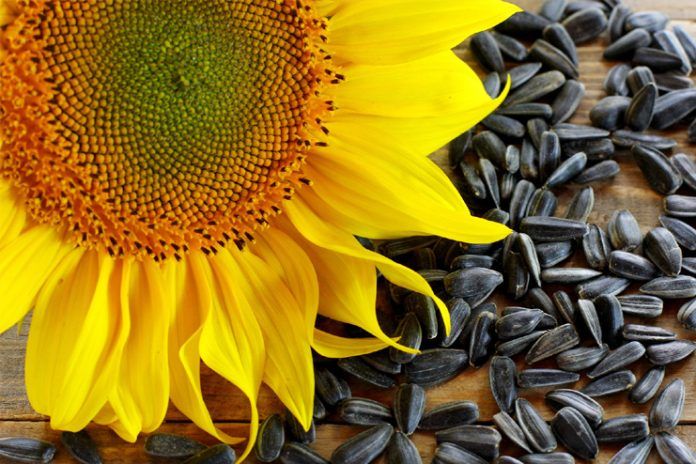 Benefits of Sunflower Seeds