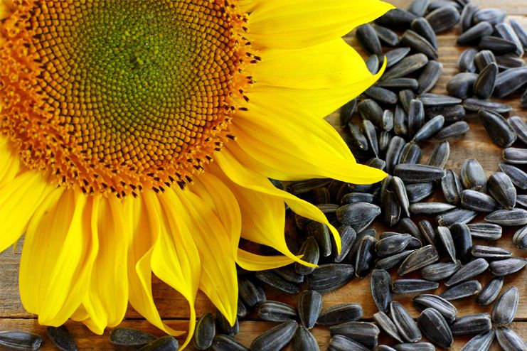 19 Benefits Of Sunflower Seeds For Better Health, Skin And Hair